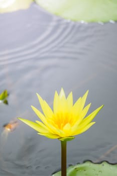 Lotus flowers blooming on the pond in summer