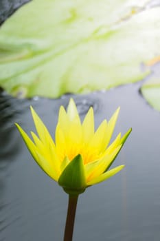 Lotus flowers blooming on the pond in summer