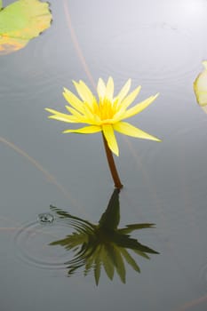 Lotus flowers blooming on the pond in summer