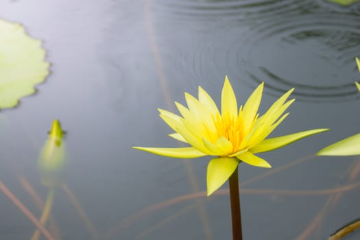 Lotus flowers blooming on the pond in summer