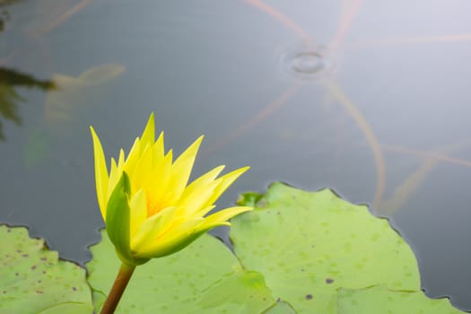 Lotus flowers blooming on the pond in summer