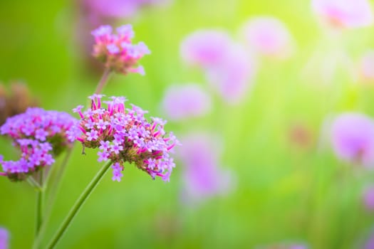 The background image of the colorful flowers, background nature