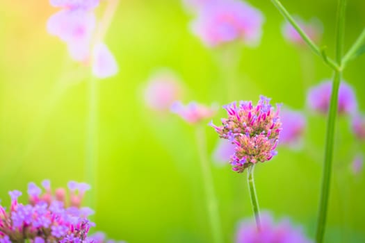 The background image of the colorful flowers, background nature