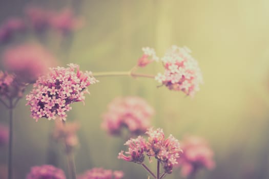 The background image of the colorful flowers, background nature