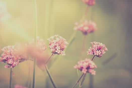 The background image of the colorful flowers, background nature