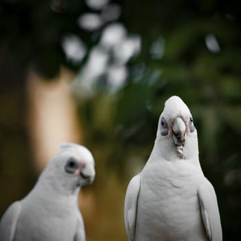 Beautiful white corellas outside during the afternoon. 