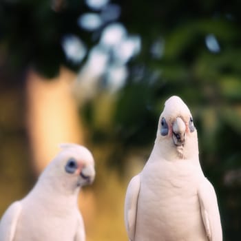 Beautiful white corellas outside during the afternoon. 