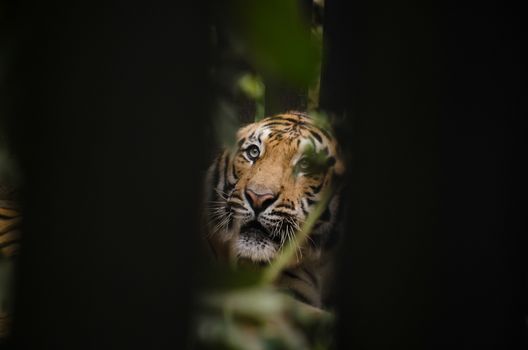 panthera tigris corbetti is playing with friend and it is same cat