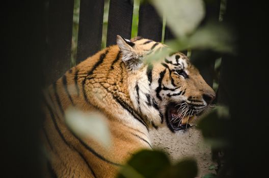 panthera tigris corbetti is playing with friend and it is same cat