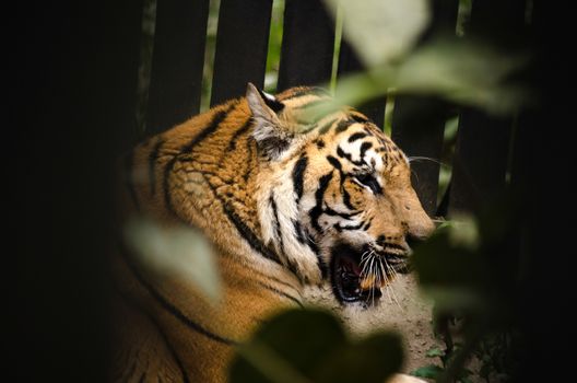 panthera tigris corbetti is playing with friend and it is same cat