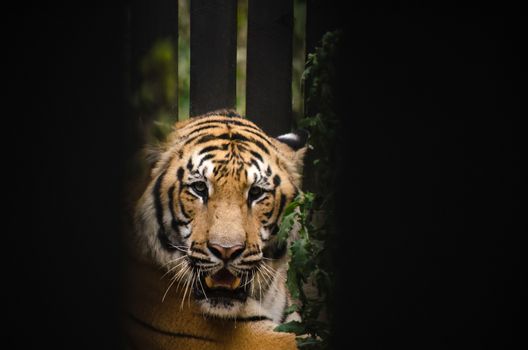 panthera tigris corbetti is playing with friend and it is same cat