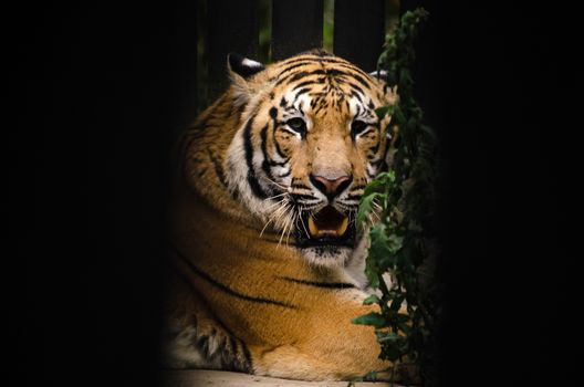 panthera tigris corbetti is playing with friend and it is same cat