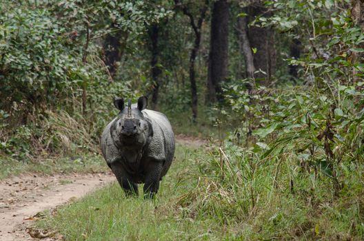 rhinoceros, plural rhinoceroses, rhinoceros, or rhinoceri,  
any of five or six species of giant, horn-bearing herbivores that include some of the largest living land mammals.