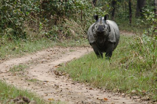 rhinoceros, plural rhinoceroses, rhinoceros, or rhinoceri,  
any of five or six species of giant, horn-bearing herbivores that include some of the largest living land mammals.