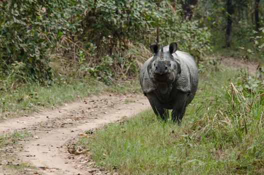 rhinoceros, plural rhinoceroses, rhinoceros, or rhinoceri,  
any of five or six species of giant, horn-bearing herbivores that include some of the largest living land mammals.
