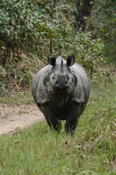 rhinoceros, plural rhinoceroses, rhinoceros, or rhinoceri,  
any of five or six species of giant, horn-bearing herbivores that include some of the largest living land mammals.