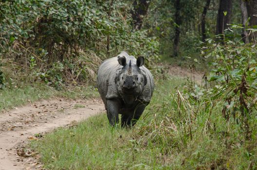 rhinoceros, plural rhinoceroses, rhinoceros, or rhinoceri,  
any of five or six species of giant, horn-bearing herbivores that include some of the largest living land mammals.