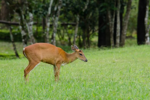 The red Muntjac  is a species of  China, Laos, Myanmar, Thailand and Vietnam.