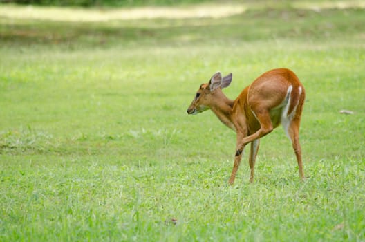 The red Muntjac  is a species of  China, Laos, Myanmar, Thailand and Vietnam.