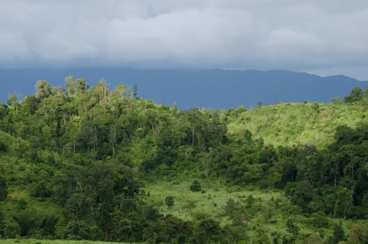 forest and blue sky is background and have plantiful