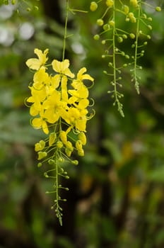 Cassia fistula is plant of thailand and its flower is Thailand's national flower.