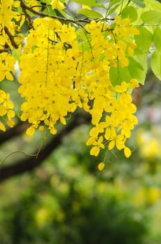 Cassia fistula is plant of thailand and its flower is Thailand's national flower.