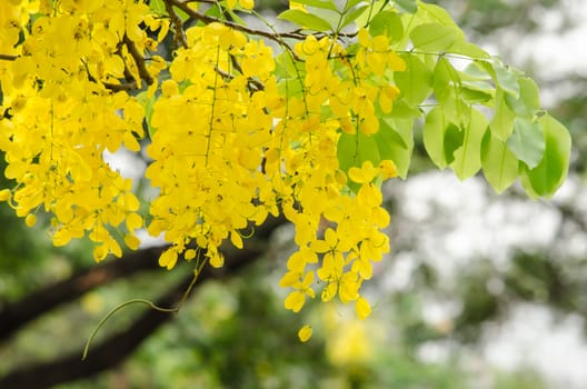 Cassia fistula is plant of thailand and its flower is Thailand's national flower.