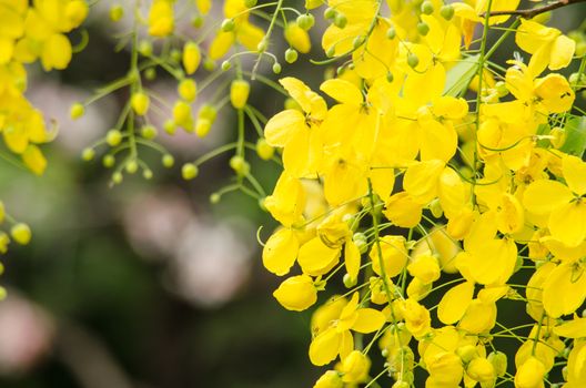 Cassia fistula is plant of thailand and its flower is Thailand's national flower.