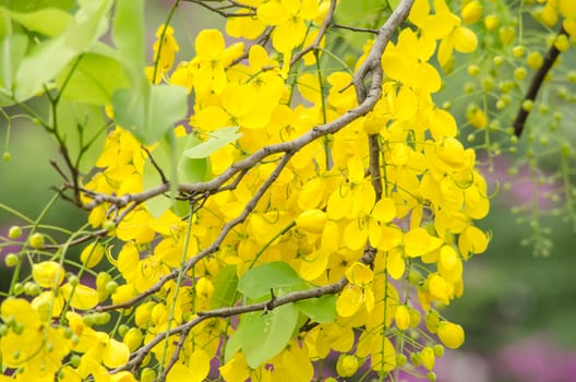 Cassia fistula is plant of thailand and its flower is Thailand's national flower.