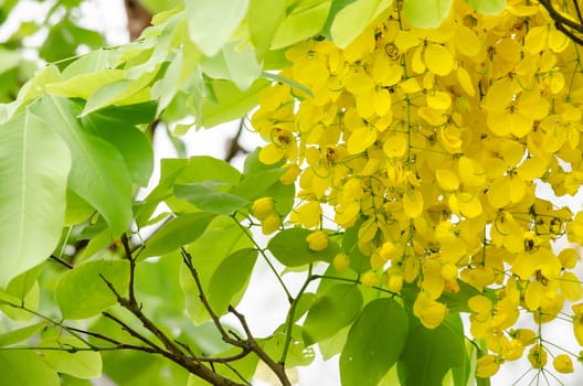 Cassia fistula is plant of thailand and its flower is Thailand's national flower.