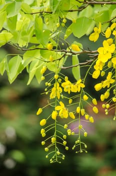 Cassia fistula is plant of thailand and its flower is Thailand's national flower.