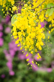 Cassia fistula is plant of thailand and its flower is Thailand's national flower.