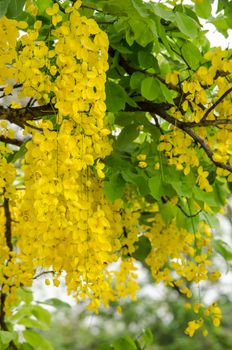 Cassia fistula is plant of thailand and its flower is Thailand's national flower.