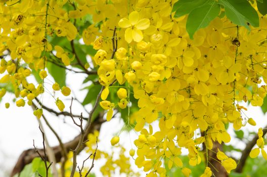 Cassia fistula is plant of thailand and its flower is Thailand's national flower.