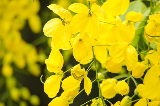 Cassia fistula is plant of thailand and its flower is Thailand's national flower.