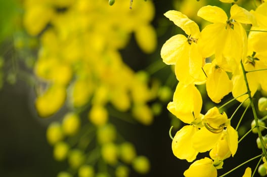 Cassia fistula is plant of thailand and its flower is Thailand's national flower.