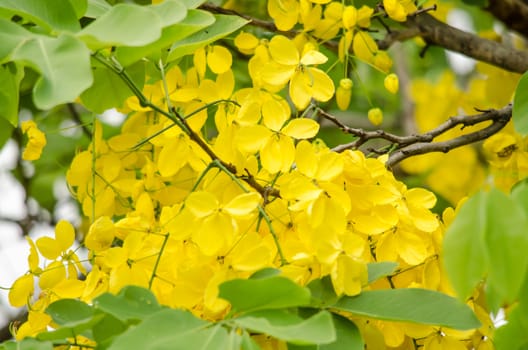 Cassia fistula is plant of thailand and its flower is Thailand's national flower.