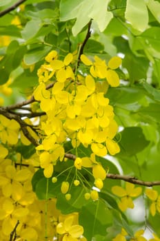 Cassia fistula is plant of thailand and its flower is Thailand's national flower.