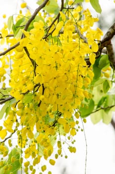 Cassia fistula is plant of thailand and its flower is Thailand's national flower.