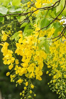 Cassia fistula is plant of thailand and its flower is Thailand's national flower.