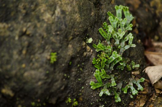 liverworts. Like mosses and hornworts, they have a gametophyte-dominant life cycle