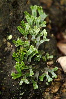 liverworts. Like mosses and hornworts, they have a gametophyte-dominant life cycle