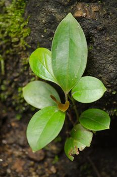 plant live on the ston in evergreen forest
