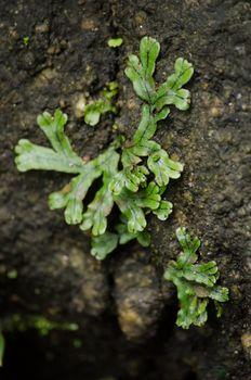 liverworts. Like mosses and hornworts, they have a gametophyte-dominant life cycle