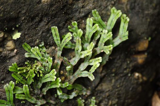 liverworts. Like mosses and hornworts, they have a gametophyte-dominant life cycle
