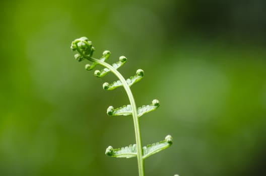 green fern and green backgroud