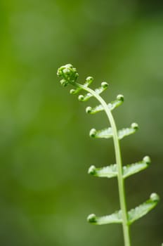green fern and green backgroud