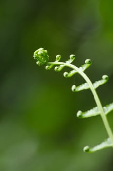 green fern and green backgroud