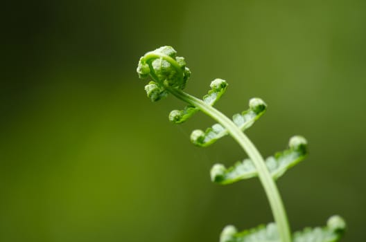 green fern and green backgroud