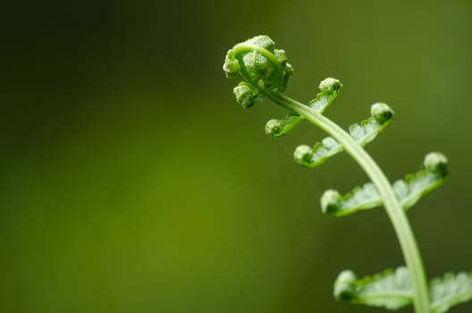 green fern and green backgroud